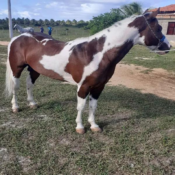 Potro paint horse (esteira)