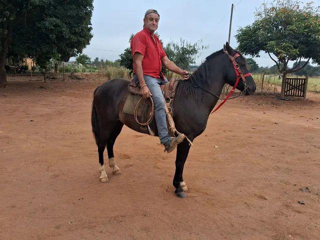 Cavalo top