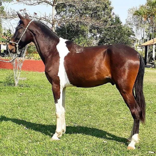 Cavalos castrados,éguas para cavalgadas