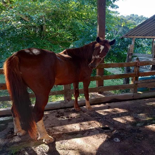 Gua mangalarga paulista registrada vendo ou troco