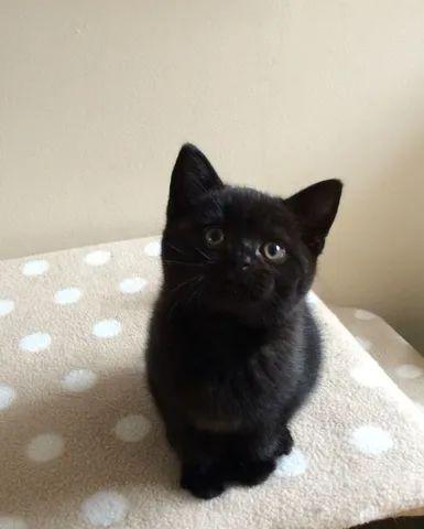 British shorthair (Filhotes)