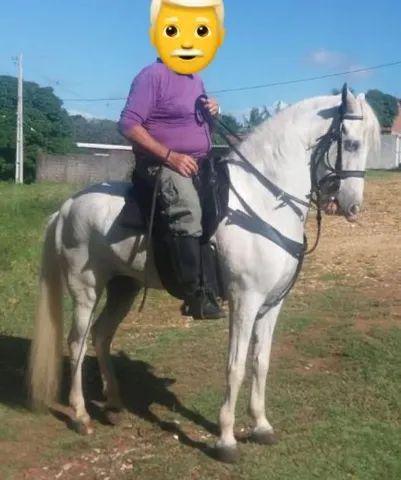 Cavalo mangalarga machador