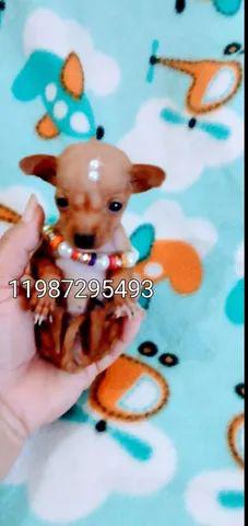 Pinscher minis hoje 799 até 18 x informações