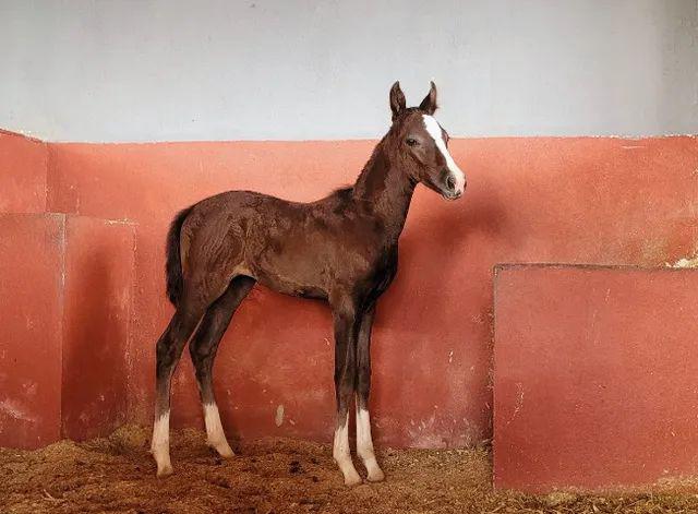 Potra mangalarga marchador