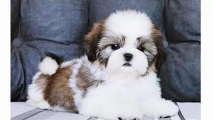 Doando shih tzu cachorra filhote 7 meses