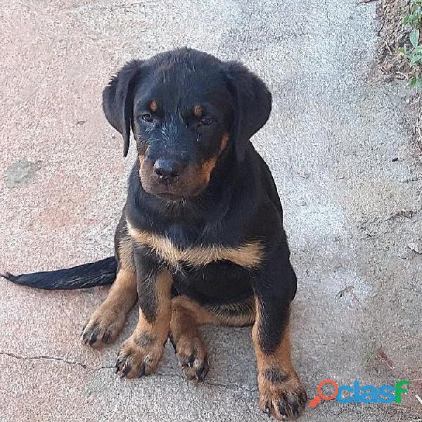 Filhotes Rottweiler Alemão Cabeça de Touro Focinho Curto 2