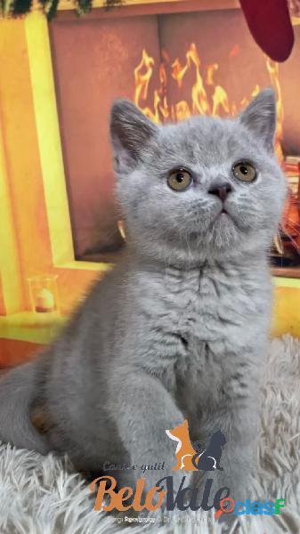 British shorthair