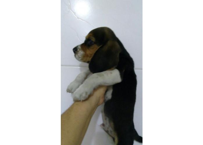 BEAGLE LINDOS FILHOTES