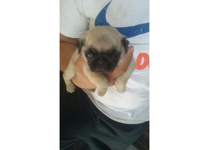 Pug lindos filhotes