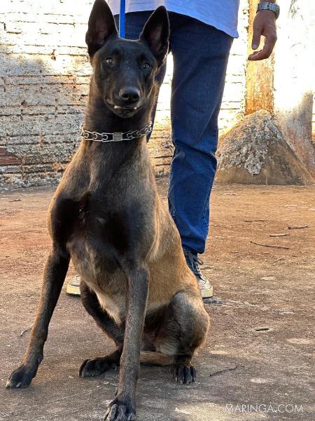 Vendo casal de pastor belga malinois