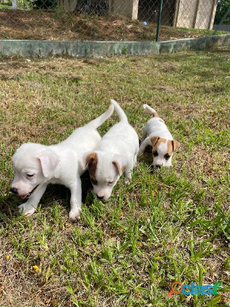 Renata filhotes:sua melhor opção em filhotes de raça.cães criados por médica veterinária.