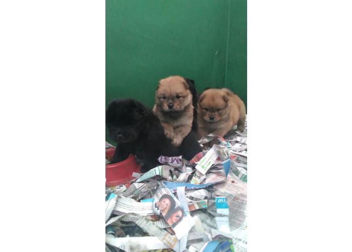 Chow chow lindos filhotes