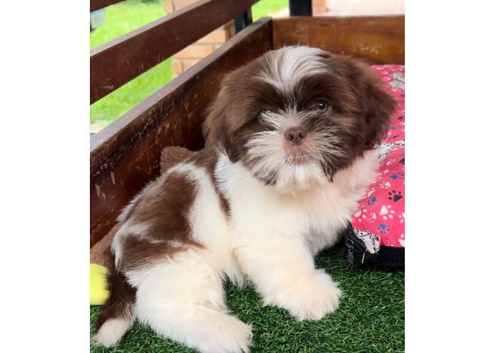 SHIHTZU LINDOS FILHOTES