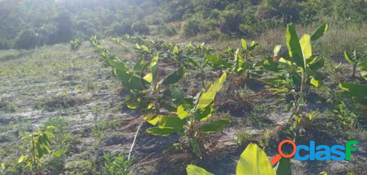 Fazenda 10 HECTARES COM NASCENTE 16 km da cidade Barrocão 5 km do asfalto 4