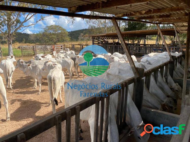 Fazenda 174 Hectares/ 36 Alqueires. 5