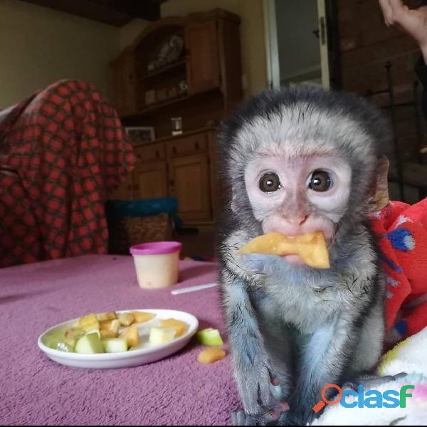 Macacos os cauchos à venda Machos e fêmeas disponíveis agora Macacos os cauchos à venda Machos e fêmeas disponíveis agora